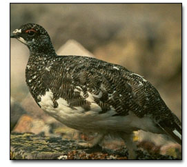 Gibier &agrave; plumes officiel - Le lagop&egrave;de