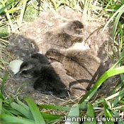 chicks Hare Bay Ecological Reserve