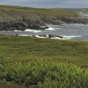 Coastline of Mistaken Point