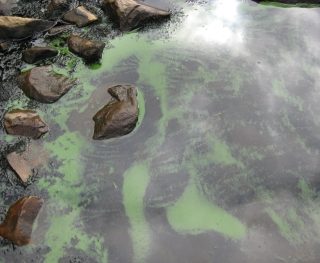 Blue-Green Algae 2