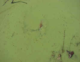 Anabaena spp, Paddy's Pond