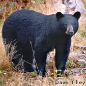 Black Bear