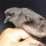 Leach's Storm Petral