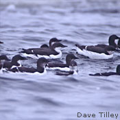 Common Murre