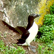 Razorbill