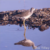 Greater Yellowlegs