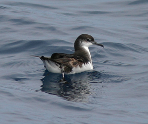 Image of a Seabird