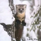 Newfoundland Marten