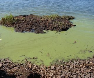 Blue-Green Algae 1