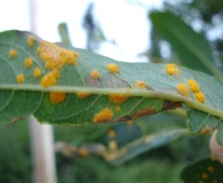 Rust Fungus 3