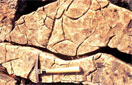 Mud Cracks