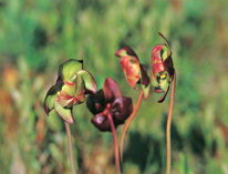 Pitcher Plant