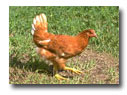 Hen