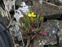 Crowded Wormseed Mustard