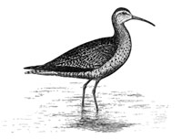 Eskimo Curlew