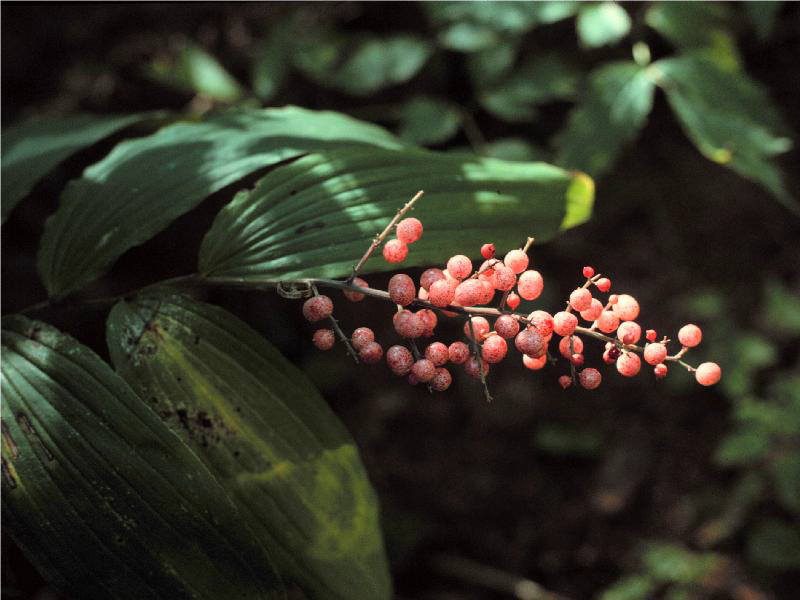 Feathery False Solomon's Seal