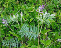 Ferald's Milkvetch