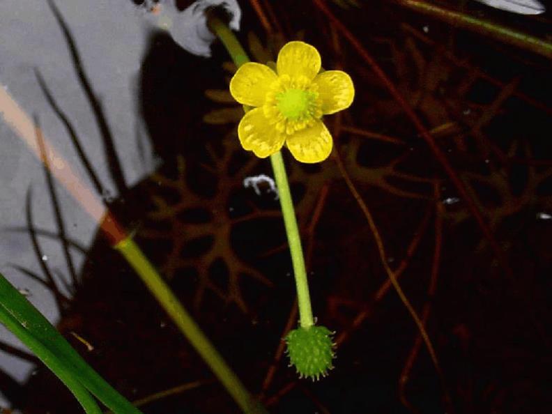 Gmelin's Watercrowfoot