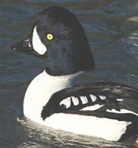 Barrow's Goldeneye