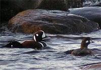 Harlequin Duck