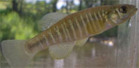 Banded Killifish
