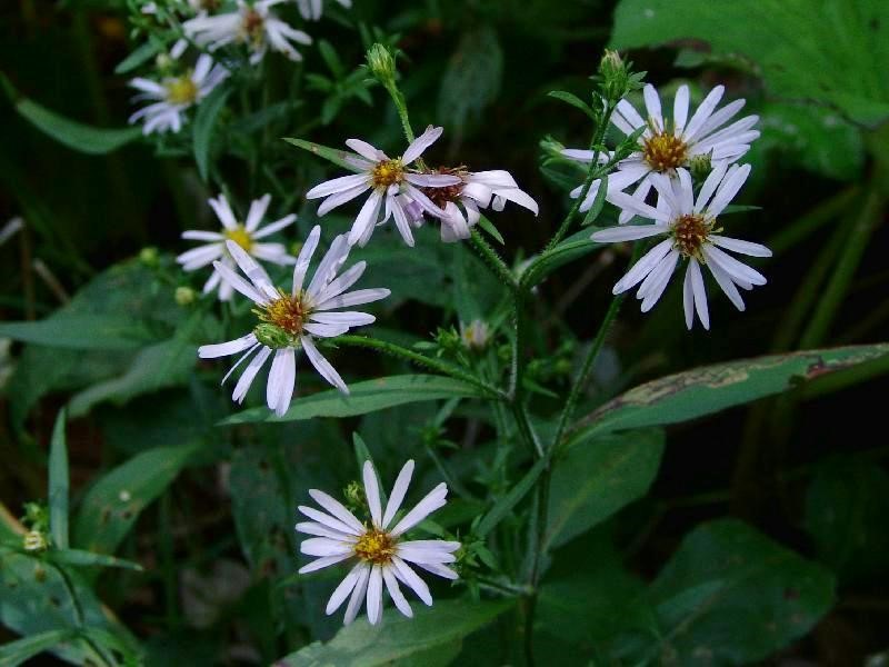 Lindley's Aster