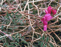 MacKenzie's Sweetvetch