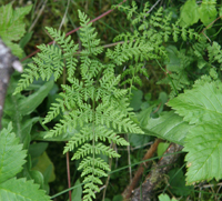 Mountain Fern