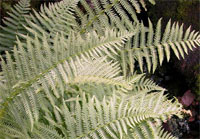 Mountain Fern