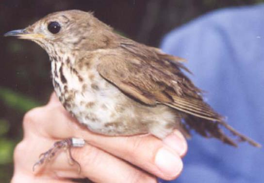 Newfoundland Gray-cheeked Thrush
