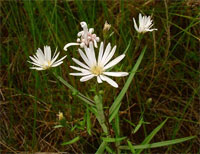 Northern Bog Aster