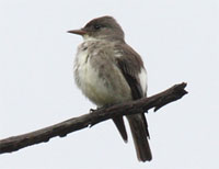 Olive-Sided Flycatcher