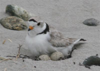 Piping Plover