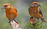 Red Crossbill