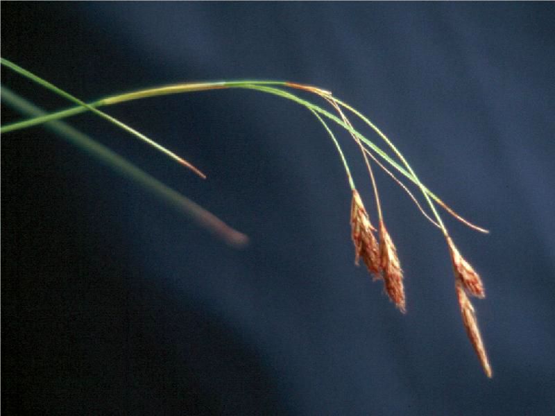 Rock Dwelling Sedge