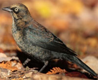 Rusty Blackbird