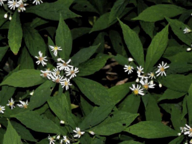Sharpleaf Aster