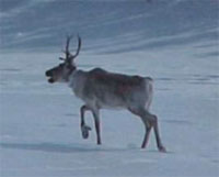 Woodland Caribou