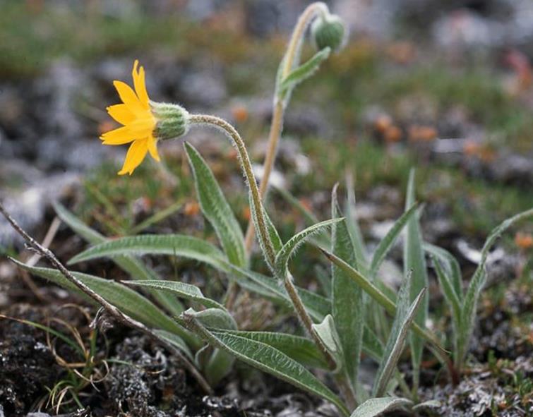 Wooly Arnica