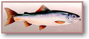 Arctic Char