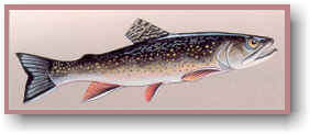 Brook Trout