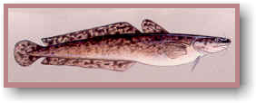 Burbot