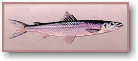 Rainbow/American Smelt