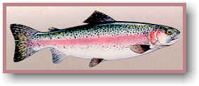 Rainbow Trout