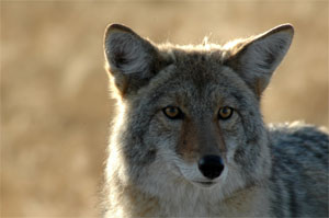 Eastern Coyote