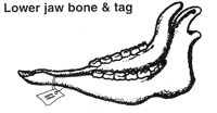 Bone