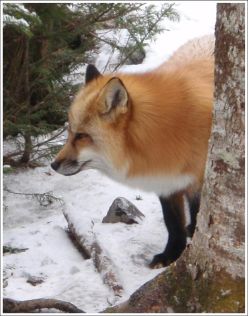 Fox