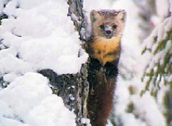 American Marten
