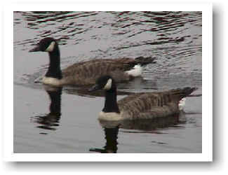 Canada Geese