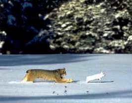 Canada Lynx
